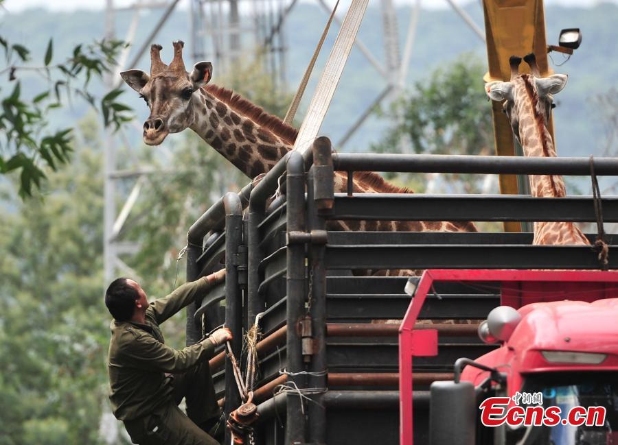 Zoo moves giraffe with crane (1/3)