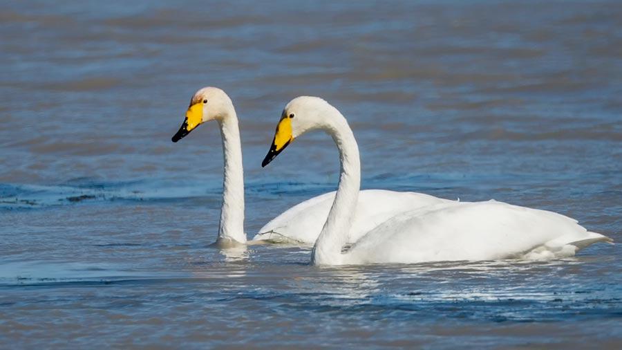 Migratory birds gather at Dalinur Lake(1/8)