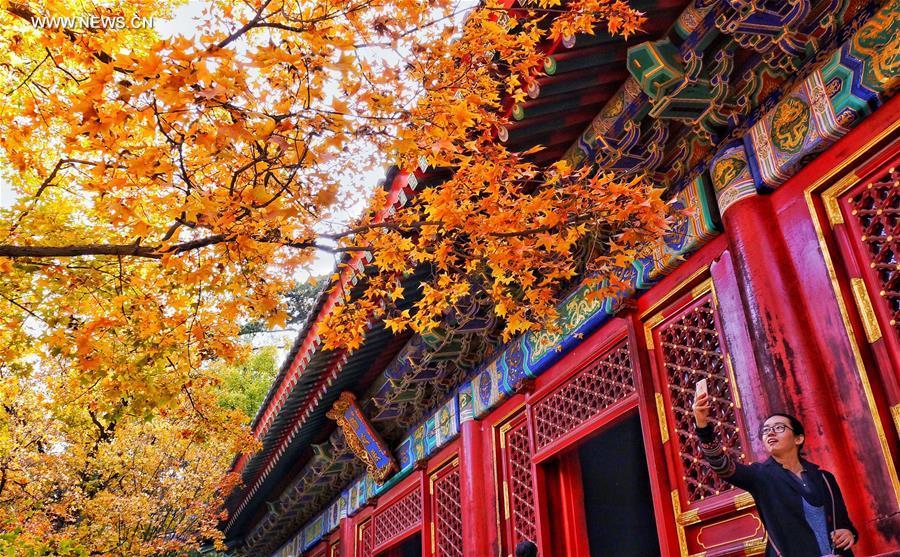 Tourists view red leaves at Xiangshan park in Beijing(1/5)