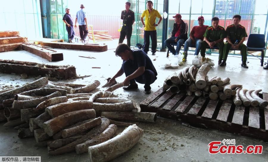 Vietnam seizes 1 ton of ivory smuggled from Kenya(1/4)