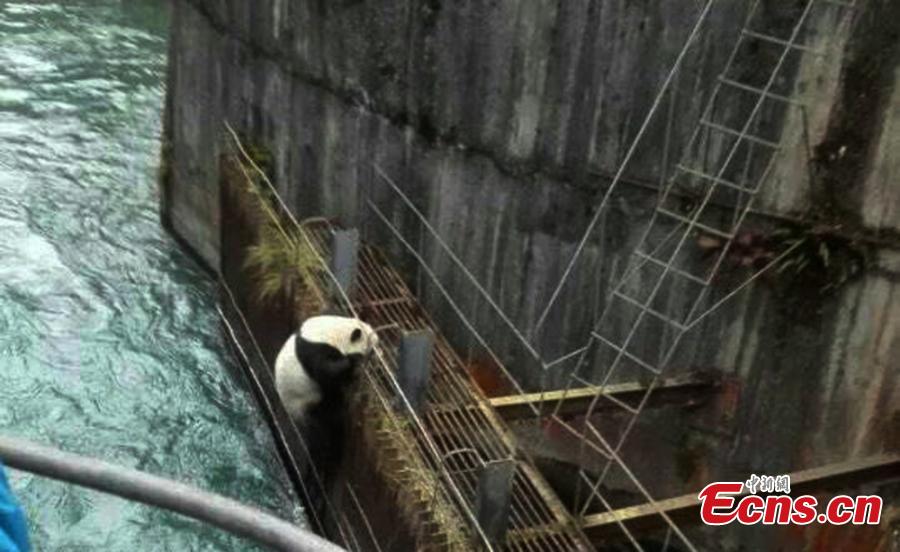 Drowning giant panda rescued in Sichuan(1/6)