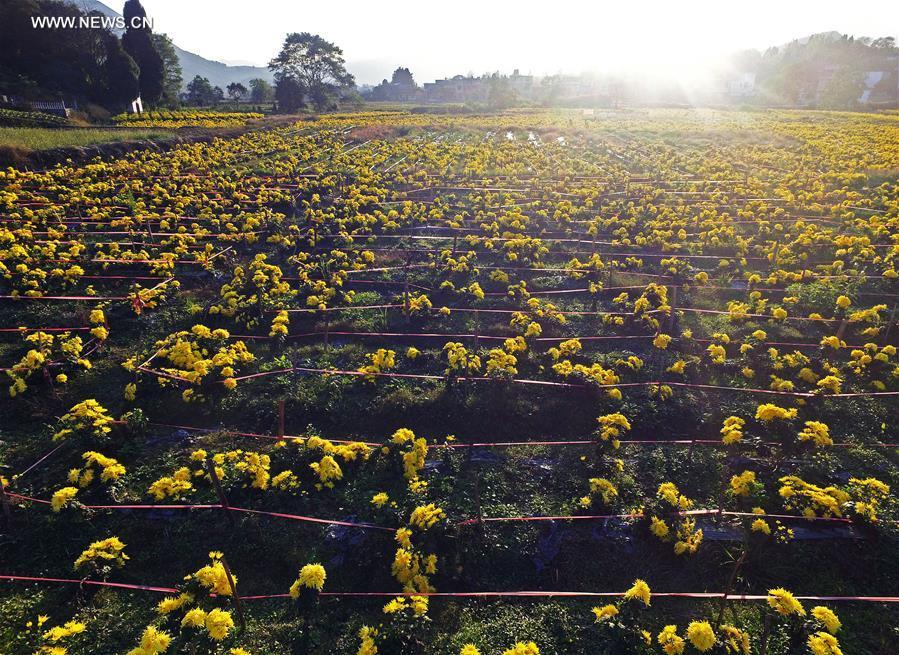 Picking chrysanthemum flowers in east China's village(1/5)