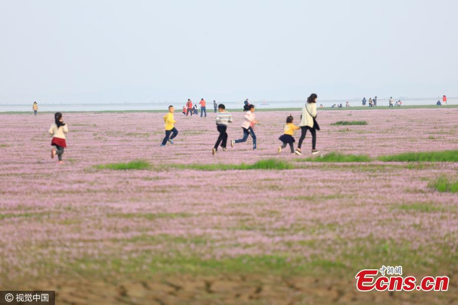 Drought turns Poyang Lake into flower field (1/3)
