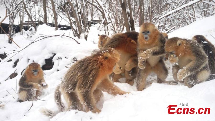 Pure happiness: monkey have snowball fight at Shennongjia Natural Reserve (1/5)