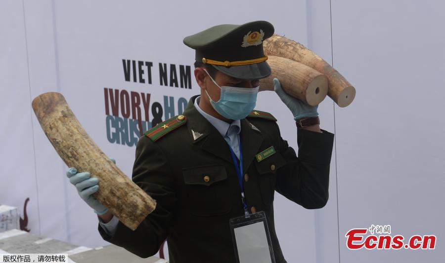 Vietnam destroys huge pile of seized ivory, rhino horns(1/5)