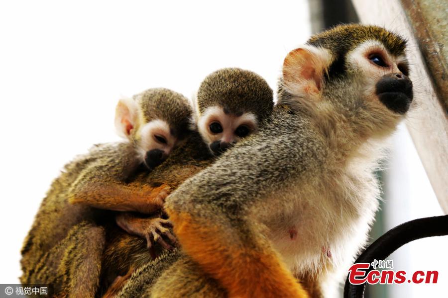 Squirrel monkey 'adopts' cub at Qingdao zoo(1/4)