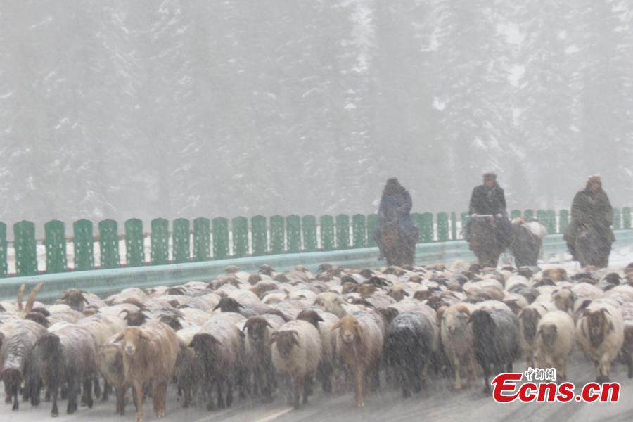 Herdsmen move to winter pastures in snow(1/3)