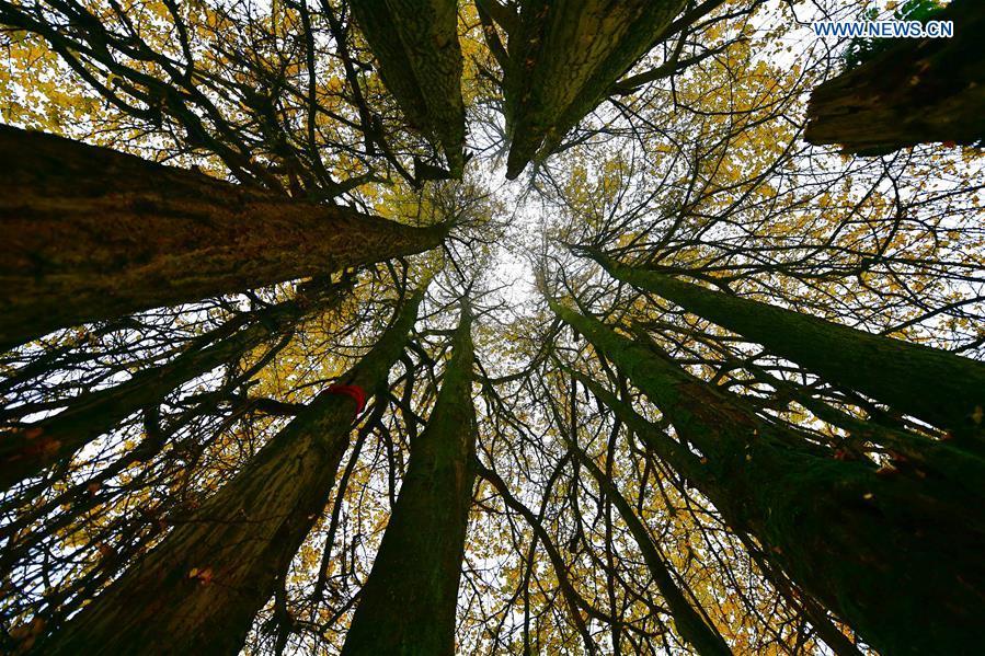 Ancient ginkgo tree attracts visitors in Hubei(1/3)