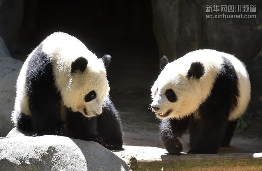 Returned giant panda twins prefer western lifestyle(1/2)