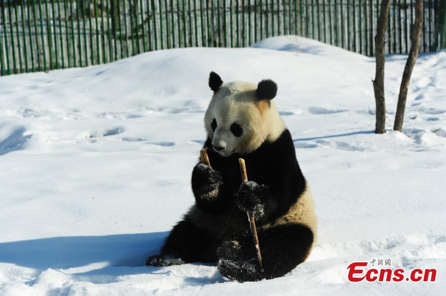 Pandas roll in snow at zoo in China's northernmost province (1/7)