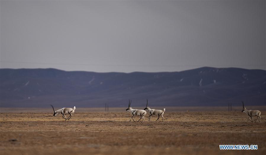 Quantity of wild animals in Sanjiangyuan increases due to protection(1/5)