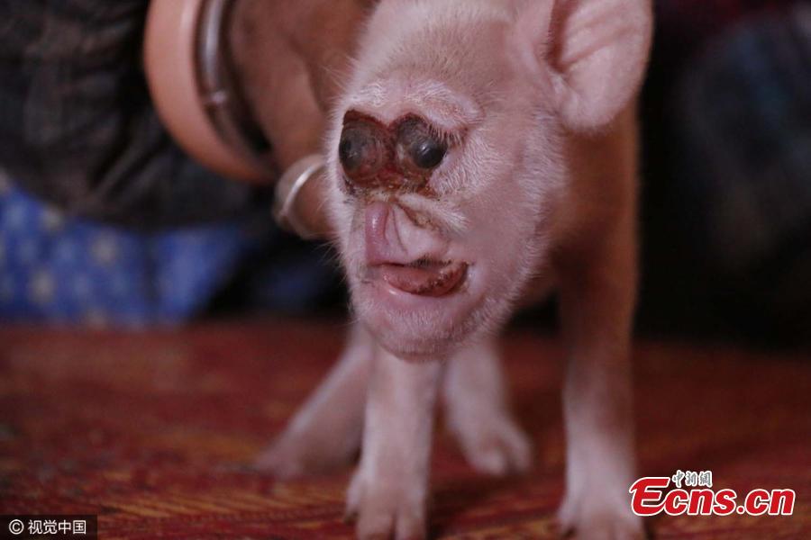 Piglet 'with face of monkey' born in SW China village(1/3)