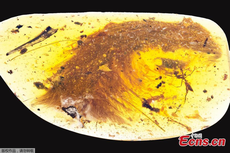 Remarkable feathered dinosaur tail found in chunk of amber(1/2)