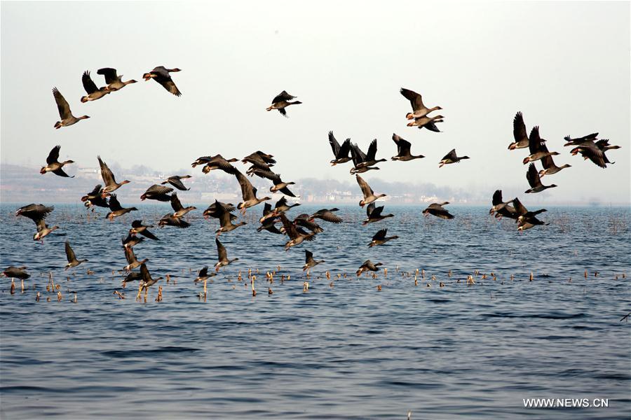 Migrant birds arrive to winter at Dongwushi Reservoir in N China(1/3)