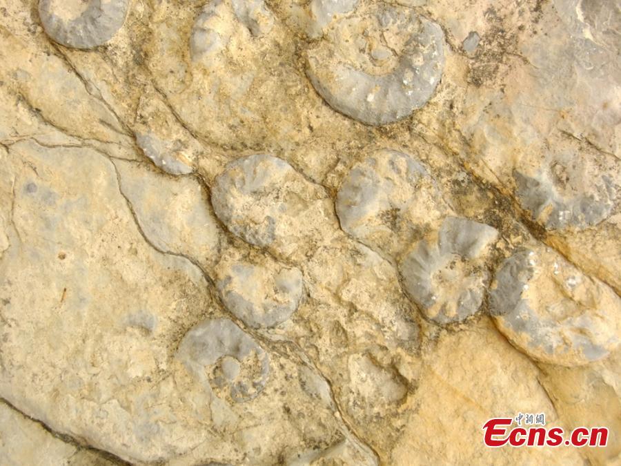 Ammonite fossils found in Sichuan(1/4)