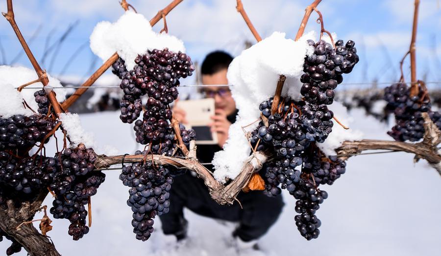 Ice wine vineyard in northeastern China(1/8)