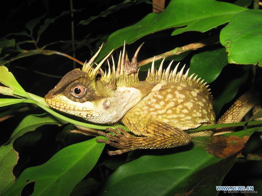 WWF: new species discovered(1/4)