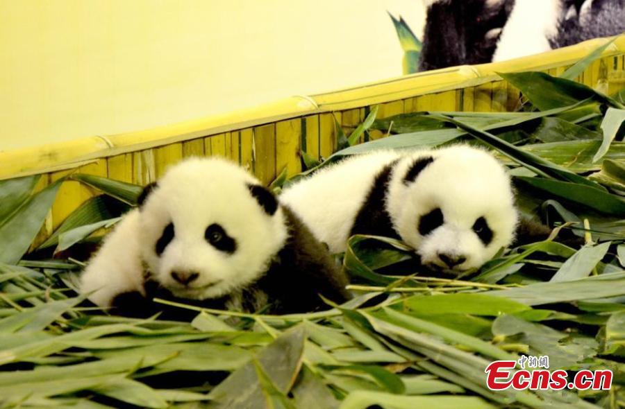 Twin pandas born in Guangzhou in healthy condition (1/2)