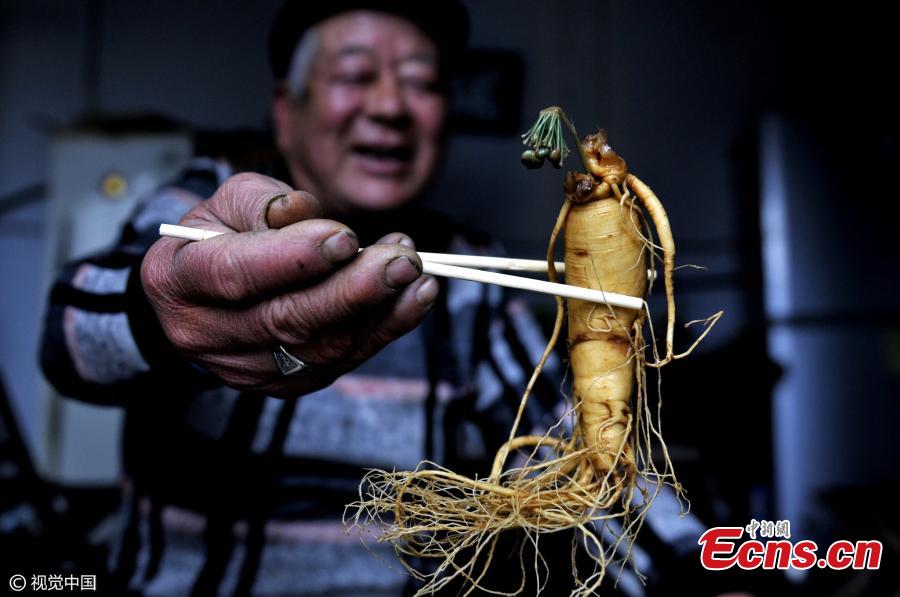 Surprise! Ginseng bud soaked in liquor for seven years(1/3)