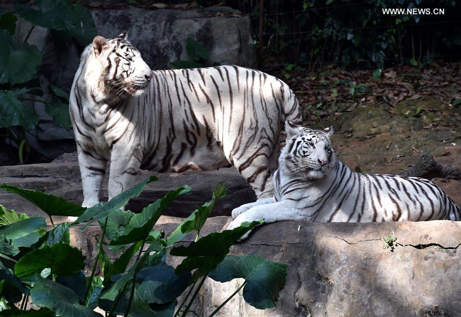 Get close to animals at Chimelong Safari Park in S China's Guangzhou(1/9)