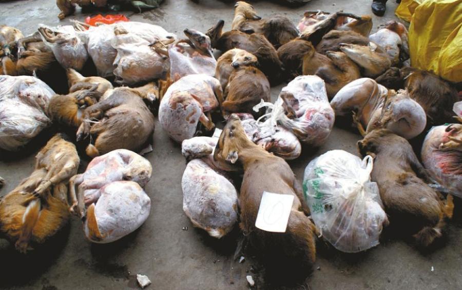 SW China police bust wildlife trade ring(1/4)