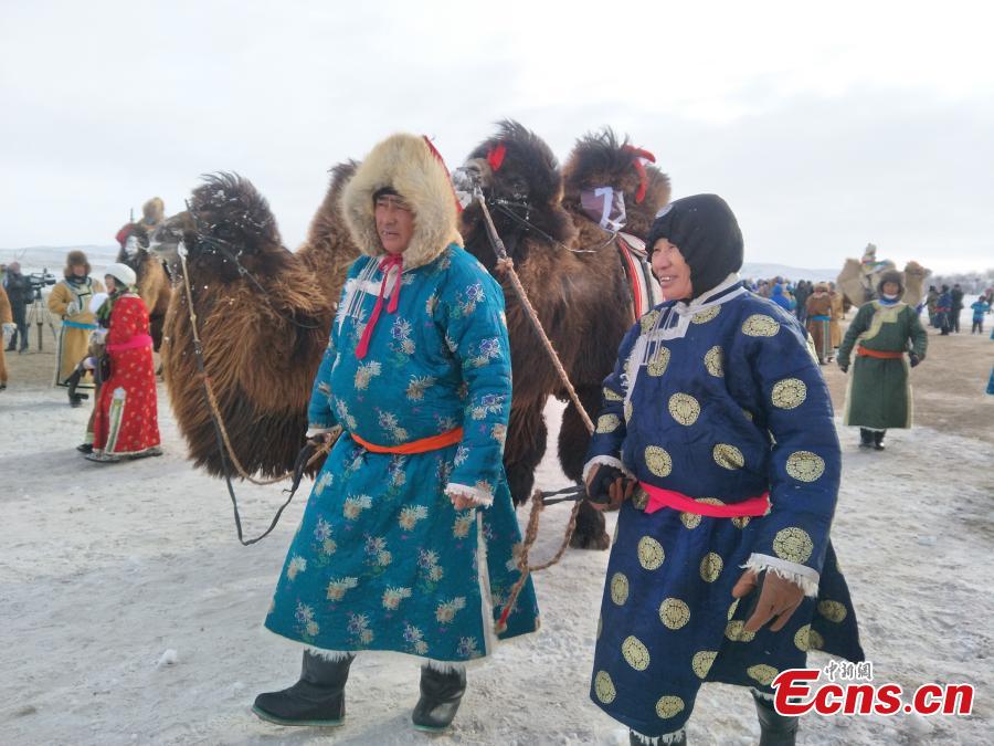 Camel-themed Naadam festival in Inner Mongolia(1/9)