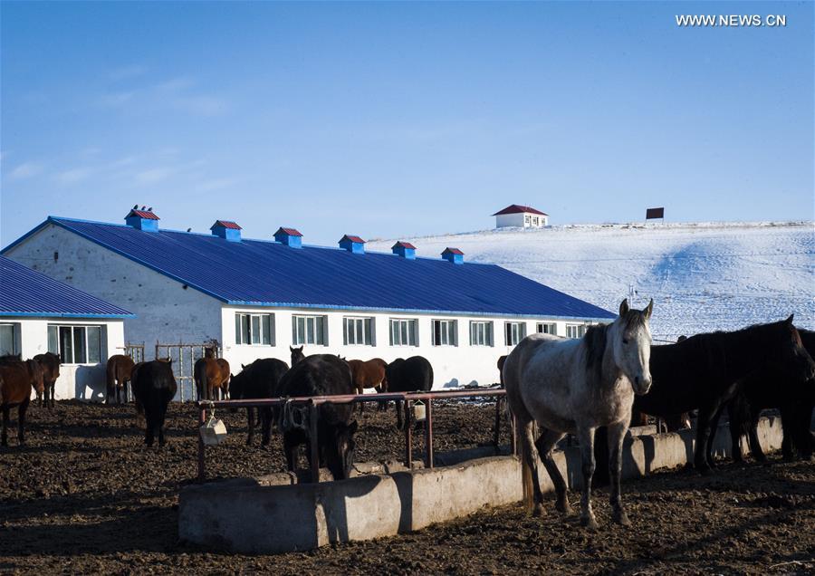 Horse breeding becomes pillar industry of Zhaosu in China's Xinjiang (1/4)