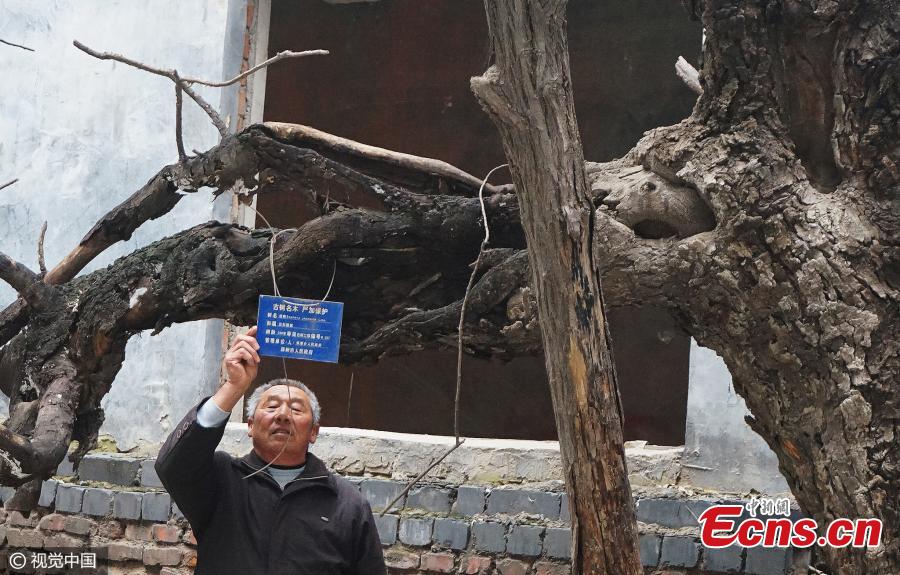 300-year-old trees protected in renovation(1/3)