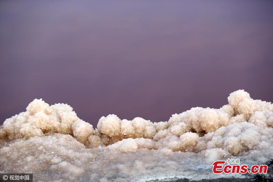 Pink ice crystals at 'China's Dead Sea'(1/3)