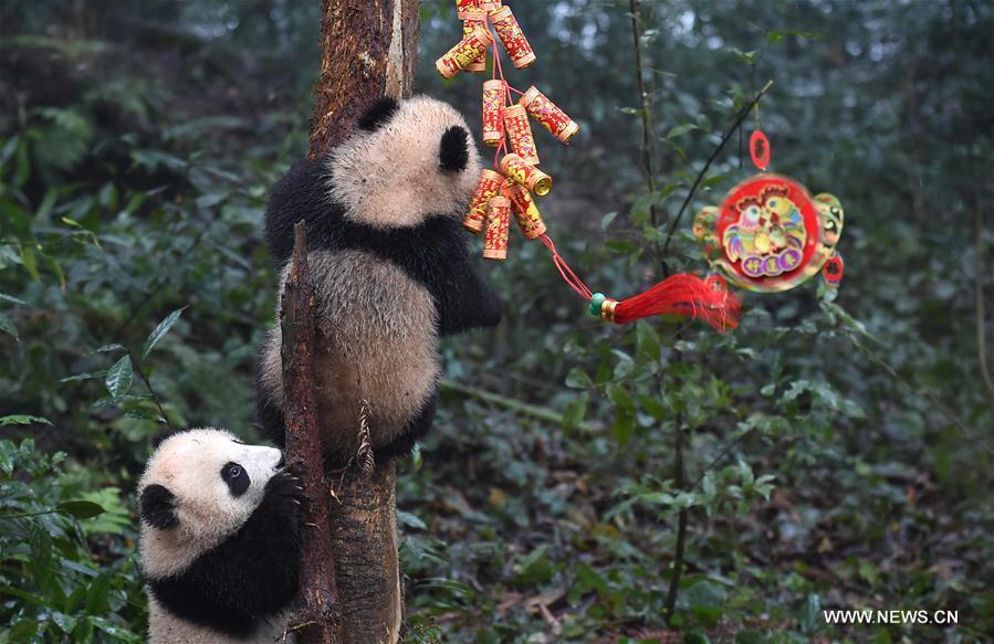 Panda cubs pose for New Year greetings in Sichuan(1/20)