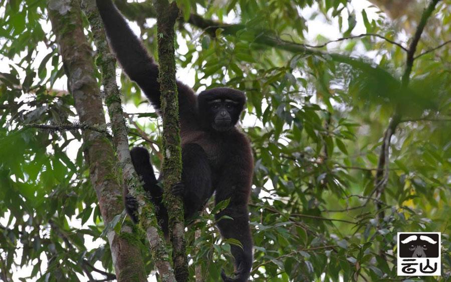 New primate species identified in China(1/6)