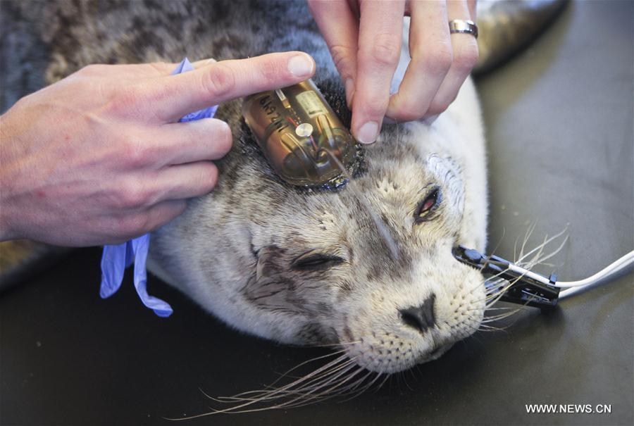 New marine mammal hospital facility in full operation in Canada (1/4)