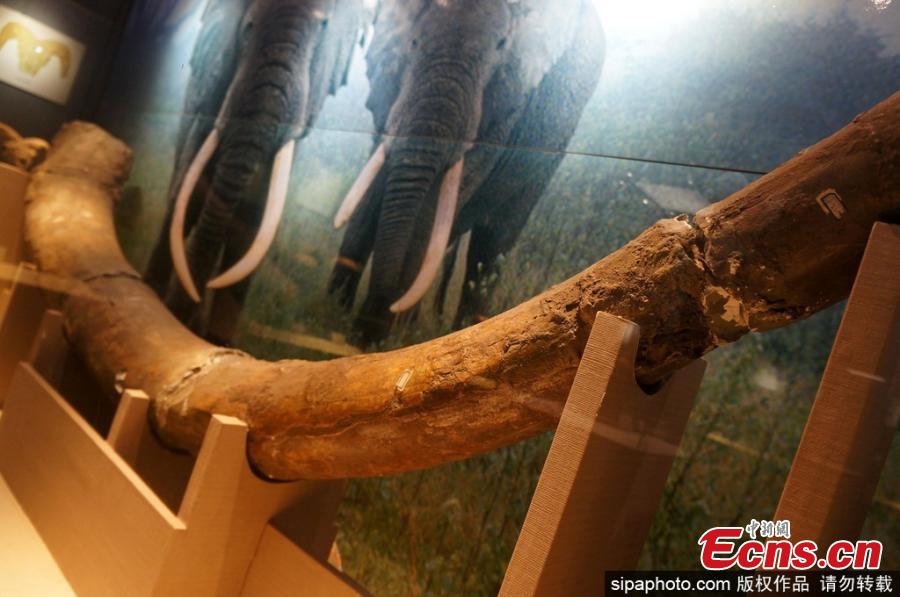 Museum displays 3.4-m ivory fossil(1/3)