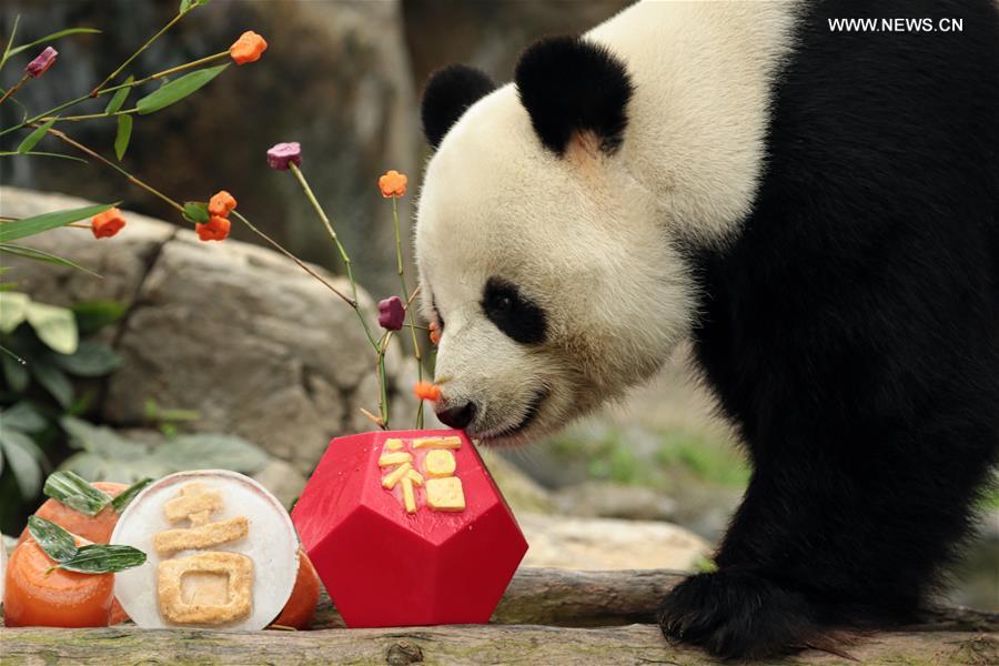 Giant panda 'Le Le' enjoys Spring Festival meal at HK Ocean Park (1/8)