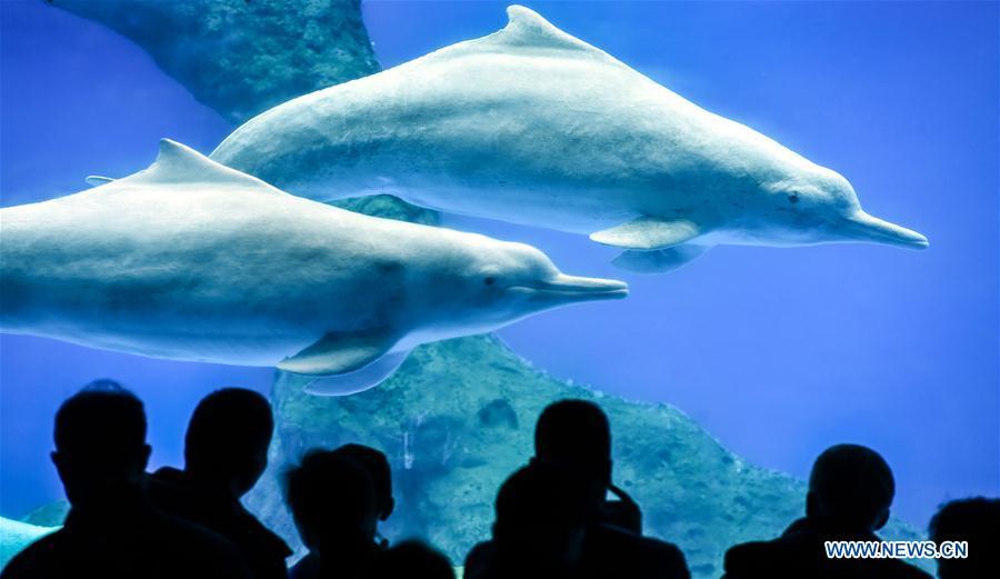 Chinese white dolphin guarded under first-class state protection (1/7)