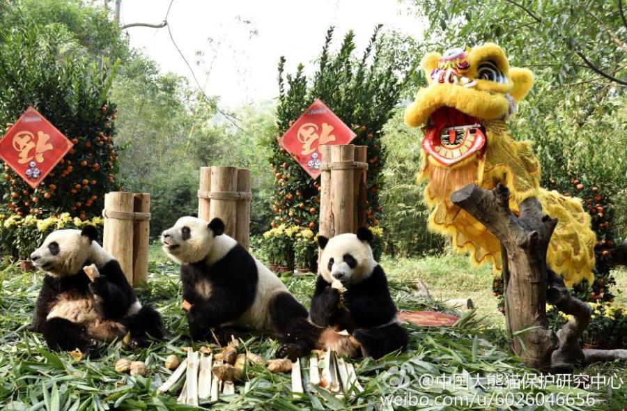 Giant pandas in the mood for Spring Festival(1/10)