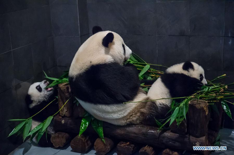 Panda family to meet public in Macao during Spring Festival(1/10)