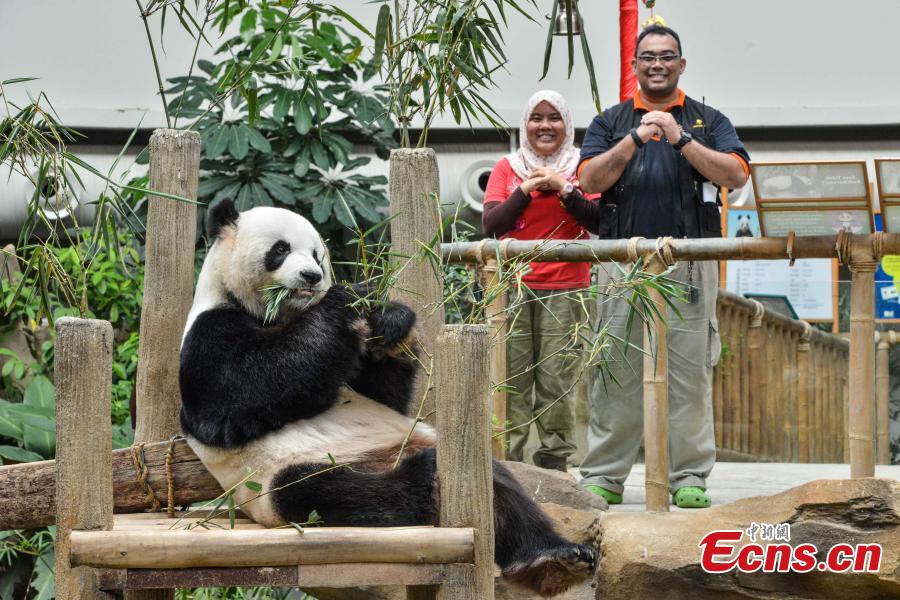 Pandas around the world celebrate upcoming Spring Festival(1/5)