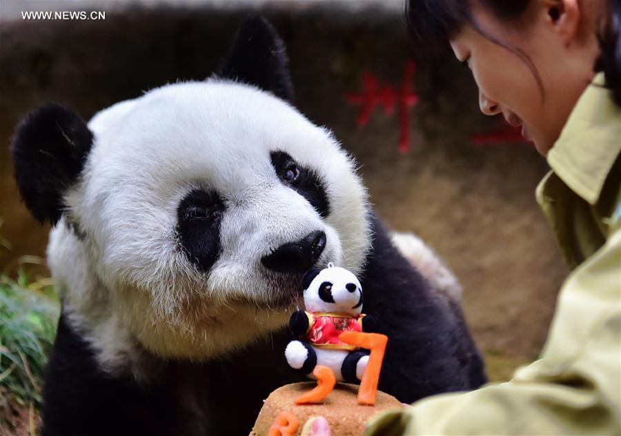 World's eldest giant panda in captivity turns to 37 years old(1/10)