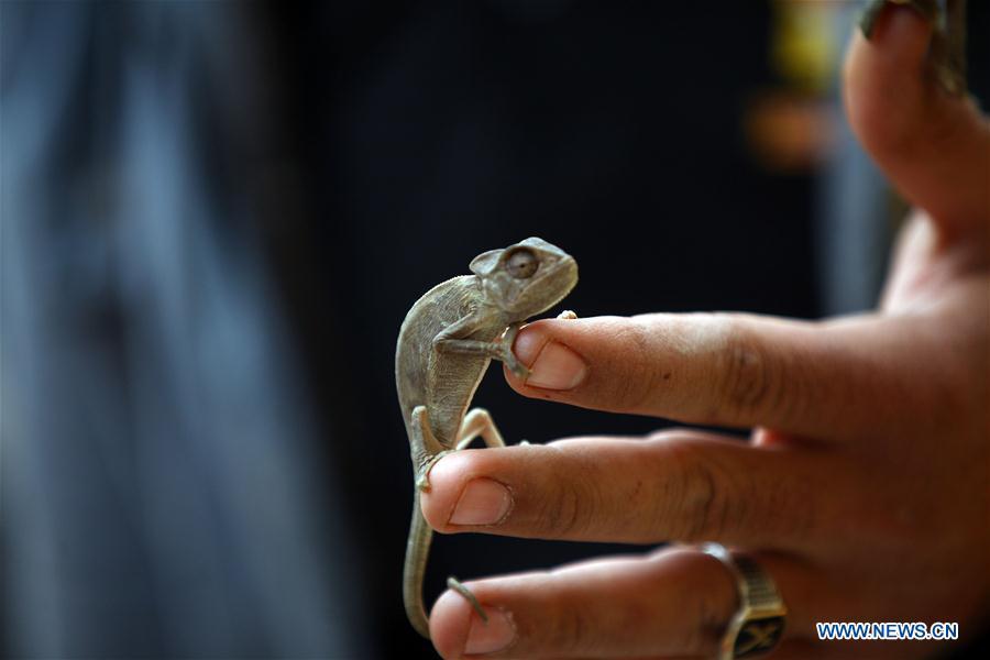 Egypt hunter turns hobby into running private zoo (1/6)