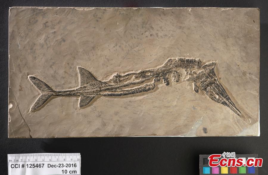 Canada returns two 200 million-year-old marine fossils smuggled from China(1/3)