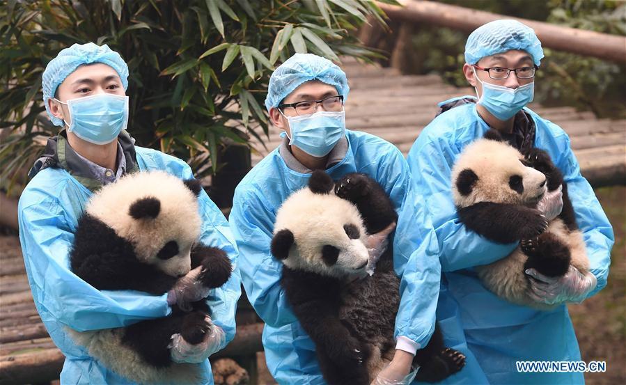 Giant panda cubs attend event to celebrate upcoming lunar new year (1/10)