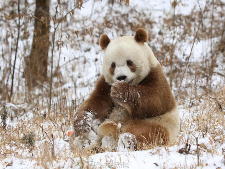 Rare brown giant panda Qizai likes snow(1/6)