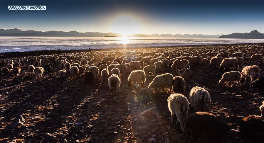 Scenery of plateau lake Puma Yumco in Tibet(1/7)