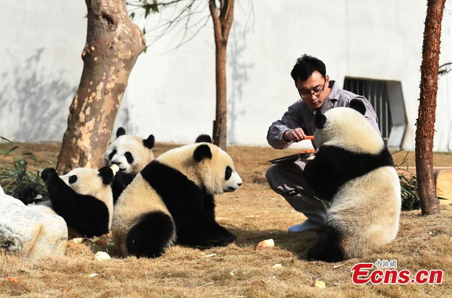 Pandas get early treat for coming Spring Festival in Chengdu (1/5)