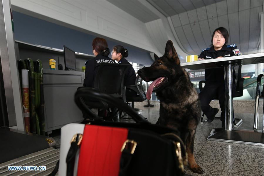 Police dogs on duty during China's Spring Festival travel rush (1/5)