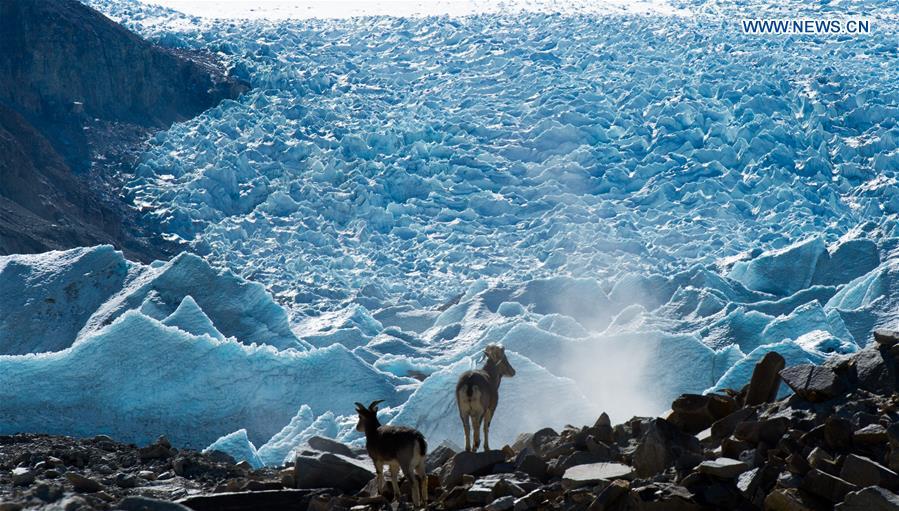 Gangbug Glacier in Shannan Prefecture in Tibet(1/8)
