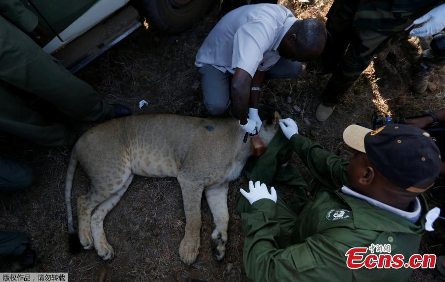 Kenya fits lion with tracking device to stop it straying into town(1/5)