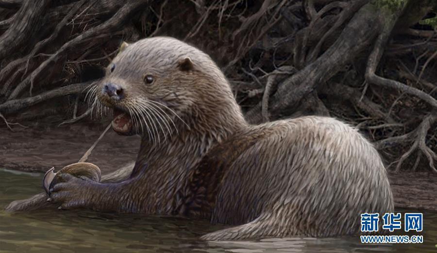 6 million-year-old fossil of wolf-sized otter discovered in China (1/2)