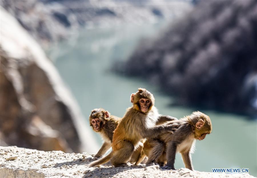 In pics: Tibetan macaques in Shannan, Tibet (1/3)